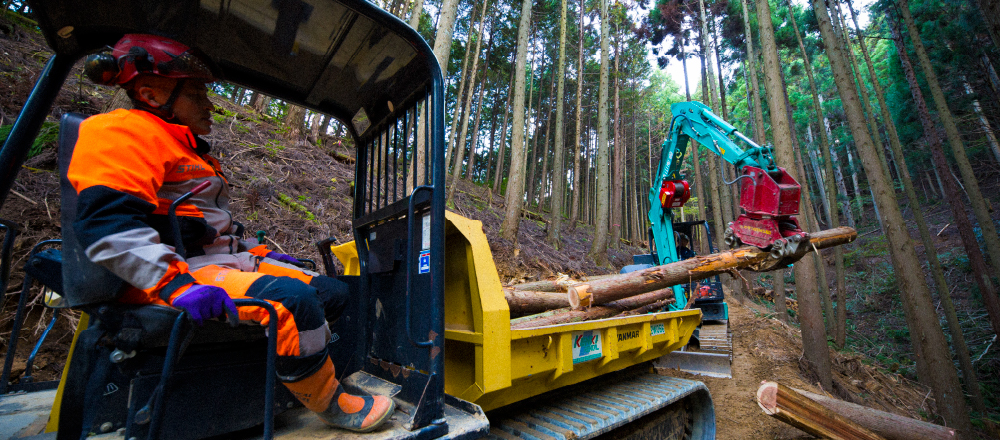 篠山山奥地における林業活動2